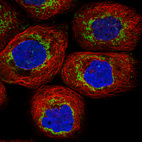 Immunofluorescence staining in A431 cell line with Anti-TUFM monoclonal antibody, showing distinct mitochondrial staining in green. Microtubule- and nuclear probes are visualized in red and blue respectively (where available).
