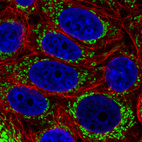 Immunofluorescence staining in MCF7 cell line with Anti-TUFM monoclonal antibody, showing distinct mitochondrial staining in green. Microtubule- and nuclear probes are visualized in red and blue respectively (where available).