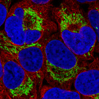 Immunofluorescence staining in U2OS cell line with Anti-TUFM monoclonal antibody, showing distinct mitochondrial staining in green. Microtubule- and nuclear probes are visualized in red and blue respectively (where available).