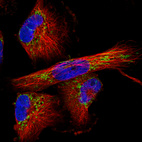 Immunofluorescence staining in U251 cell line with Anti-TUFM monoclonal antibody, showing distinct mitochondrial staining in green. Microtubule- and nuclear probes are visualized in red and blue respectively (where available).
