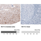 Anti-NEFH Antibody