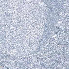 Immunohistochemical staining of human tonsil shows no positivity in lymphoid cells as expected.