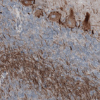 Immunohistochemical staining of human cerebellum shows moderate immunoreactivity in Purkinje cells and neural fibers.
