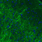 Immunohistochemical staining of mouse cerebral cortex shows strong immunoreactivity in neuronal processes.