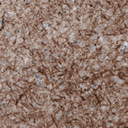 Immunohistochemical staining of human cerebral cortex shows strong positivity in neural fibers.