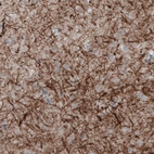 Immunohistochemical staining of human cerebral cortex shows strong positivity in neural fibers.