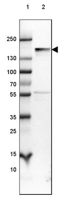 Anti-NEFM Antibody