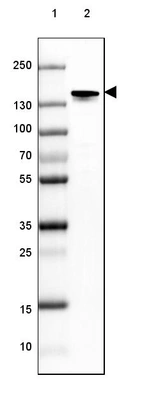 Lane 1: Marker [kDa] 250, 130, 100, 70, 55, 35, 25, 15, 10_br/_Lane 2: Mouse Cerebral Cortex tissue