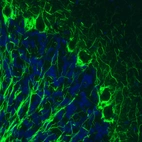 Immunohistochemical staining of rat cerebellum shows strong immunoreactivity in neuronal processes.