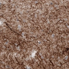 Immunohistochemical staining of human cerebral cortex shows strong positivity in neural fibers.
