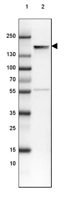 Lane 1: Marker [kDa] 250, 130, 100, 70, 55, 35, 25, 15, 10_br/_Lane 2: Human Cerebral Cortex tissue