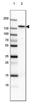 Lane 1: Marker [kDa] 250, 130, 100, 70, 55, 35, 25, 15, 10_br/_Lane 2: Mouse Cerebral Cortex tissue