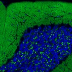 Immunofluorescence staining of rat brain shows strong positivity in glutamatergic processes in the molecular and granular layers of cerebellum.