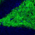 Immunofluorescence staining of rat brain shows strong positivity in glutamatergic fibers in the polymorph layer of dentate gyrus.