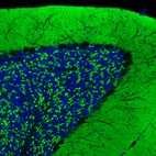 Immunofluorescence staining of mouse brain shows strong positivity in glutamatergic fibers in the molecular and granular layers of the cerebellum.
