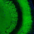 Immunofluorescence staining of mouse hippocampus shows strong positivity in glutamatergic fibers in the CA2 layer.