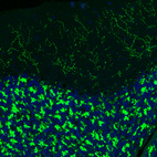 Immunofluorescence staining of rat brain shows moderate to strong positivity in glutamatergic fibers in the cerebellum.