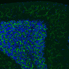 Immunofluorescence staining of mouse brain shows positivity in glutamatergic fibers in the cerebellum.