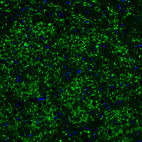 Immunofluorescence staining of mouse brain shows strong positivity in glutamatergic fibers in the thalamus.