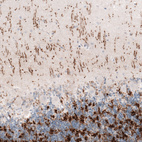 Immunohistochemical staining of human cerebellum shows moderate to strong positivity in glutamatergic fibers.