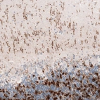 Immunohistochemical staining of human cerebellum shows moderate to strong positivity in glutamatergic fibers.