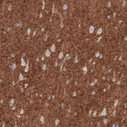 Immunohistochemical staining of human cerebral cortex shows strong positivity in neuropil.