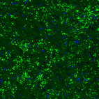 Immunofluorescence staining of rat brain shows strong positivity in glutamatergic synapses in the thalamus.
