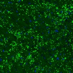 Immunofluorescence staining of rat brain shows strong positivity in glutamatergic synapses in the thalamus.
