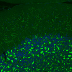 Immunofluorescence staining of rat brain shows moderate to strong positivity in glutamatergic fibers in granular and molecular layers of the cerebellum.