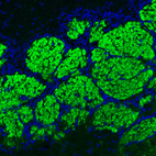 Immunofluorescence staining of mouse olfactory bulb shows strong positivity in glutamatergic fibers in the glomerular layer.