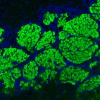 Immunofluorescence staining of mouse olfactory bulb shows strong positivity in glutamatergic fibers in the glomerular layer.