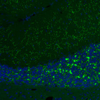Immunofluorescence staining of mouse cerebellum shows moderate to strong positivity in glutamatergic fibers in granular and molecular layers..