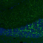 Immunofluorescence staining of mouse cerebellum shows moderate to strong positivity in glutamatergic fibers in granular and molecular layers..