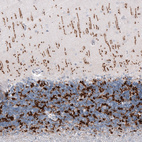 Immunohistochemical staining of human cerebellum shows strong positivity in glutamatergic fibers in molecular and granular layers.