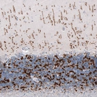 Immunohistochemical staining of human cerebellum shows strong positivity in glutamatergic fibers in molecular and granular layers.