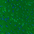 Anti-UCHL1 Antibody