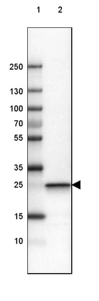 Lane 1: Marker [kDa] 250, 130, 100, 70, 55, 35, 25, 15, 10_br/_Lane 2: Human cell line U-251 AAb