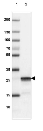 Lane 1: Marker [kDa] 250, 130, 100, 70, 55, 35, 25, 15, 10_br/_Lane 2: Mouse Cerebral Cortex tissue