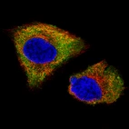 Immunofluorescence staining of U-251 cells using the Anti-UCHL1 monoclonal antibody, showing specific staining in the cytosol in green. Microtubule- and nuclear probes are visualized in red and blue, respectively (where available).