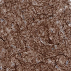 Immunohistochemical staining of human cerebral cortex shows strong positivity in neural fibers.