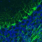 Immunohistochemical staining of rat cerebellum shows strong immunoreactivity in neuronal processes.