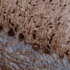 Immunohistochemical staining of human cerebellum shows strong immunoreactivity in Purkinje cells and neural fibers.