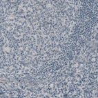 Immunohistochemical staining of human tonsil shows absence of immunoreactivity (negative control).