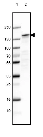 Lane 1: Marker [kDa] 250, 130, 100, 70, 55, 35, 25, 15, 10_br/_Lane 2: Mouse Cerebral Cortex tissue