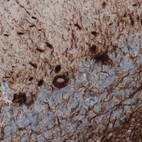 Immunohistochemical staining of human cerebellum shows strong immunoreactivity in Purkinje cells and neural fibers.