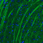 Immunohistochemical staining of mouse thalamus shows strong positivity in neural fibers.