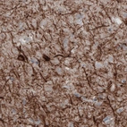 Immunohistochemical staining of human cerebral cortex shows strong positivity in neural fibers and cell bodies.