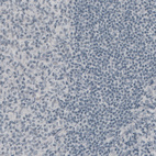 Immunohistochemical staining of human tonsil shows absence of immunoreactivity (negative control).
