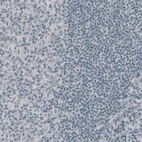 Immunohistochemical staining of human tonsil shows absence of immunoreactivity (negative control).