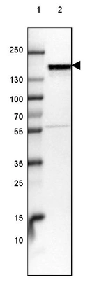 Lane 1: Marker [kDa] 250, 130, 100, 70, 55, 35, 25, 15, 10_br/_Lane 2: Human Cerebral Cortex tissue
